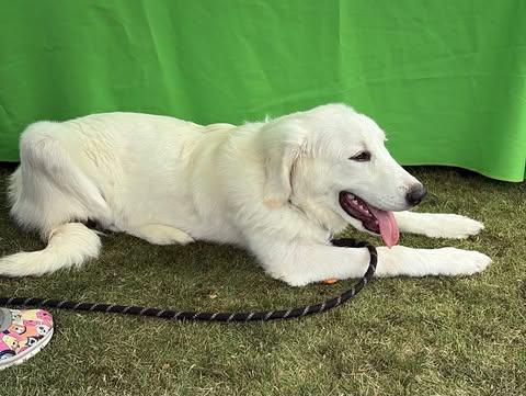 Enlarge Mira, an adoptable Great Pyrenees in Charlotte, NC image 1/6