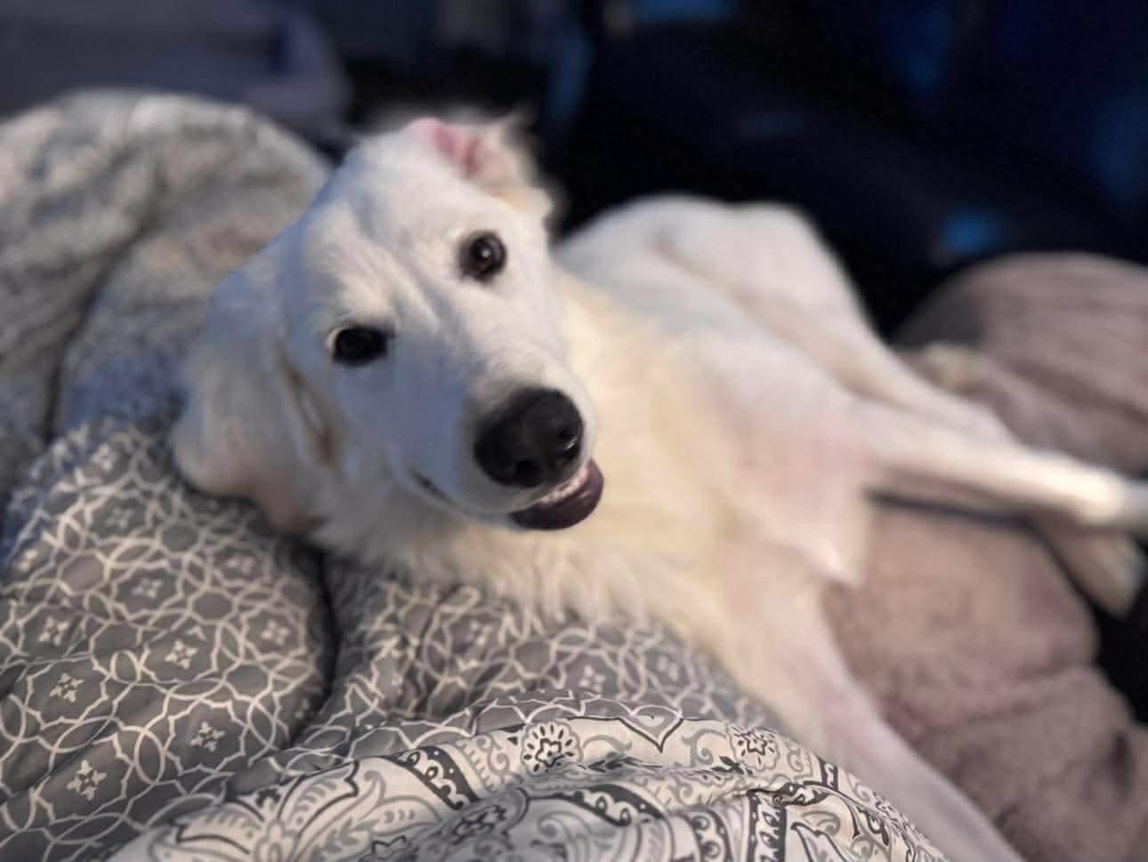 Mira, adoptable, Puppy Female Great Pyrenees.