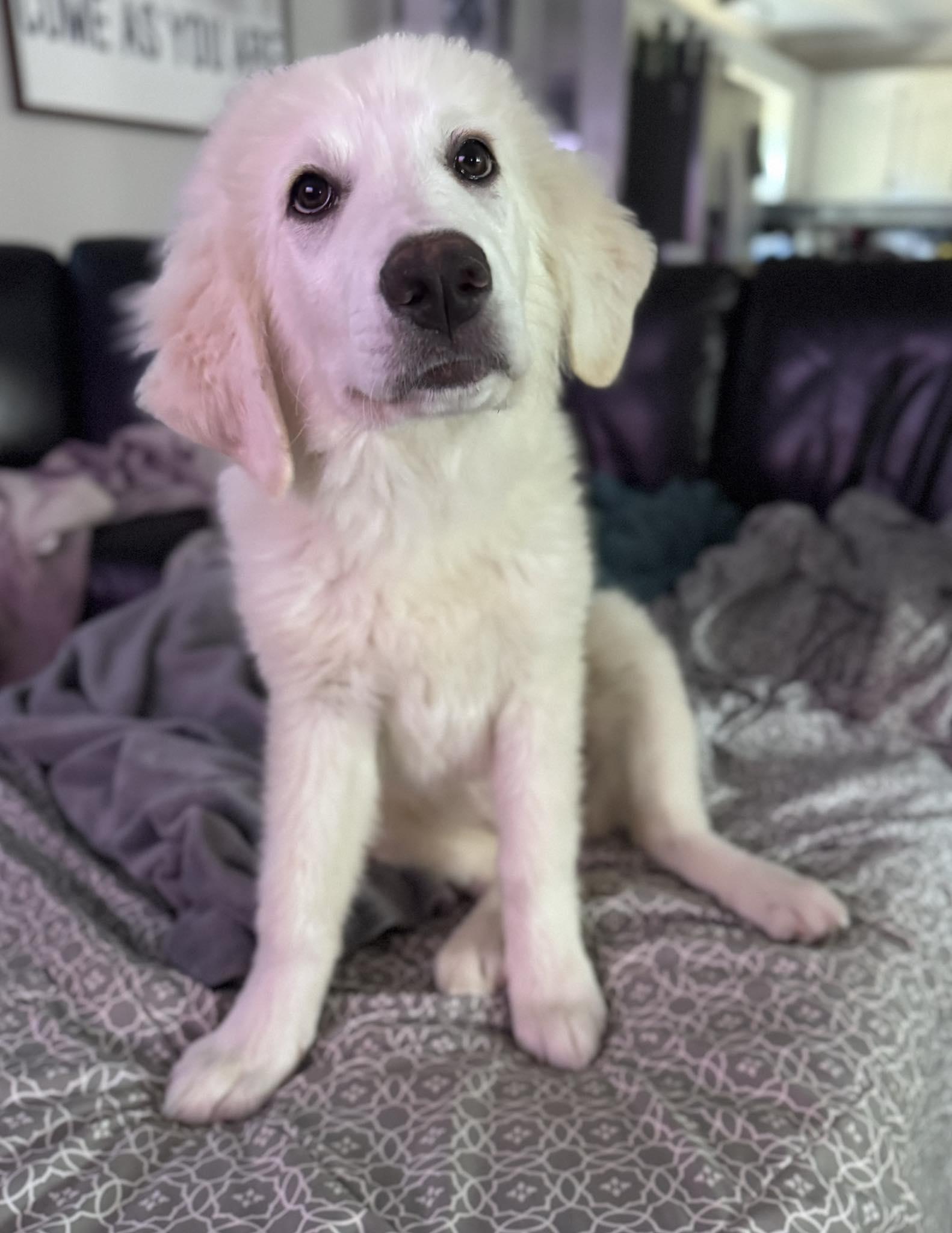 Enlarge Mira, an adoptable Great Pyrenees in Charlotte, NC image 6/6