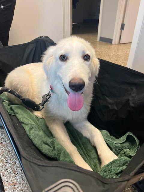 Enlarge Mira, an adoptable Great Pyrenees in Charlotte, NC image 3/6