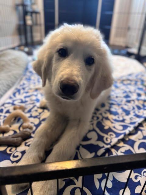 Enlarge Mira, an adoptable Great Pyrenees in Charlotte, NC image 2/6