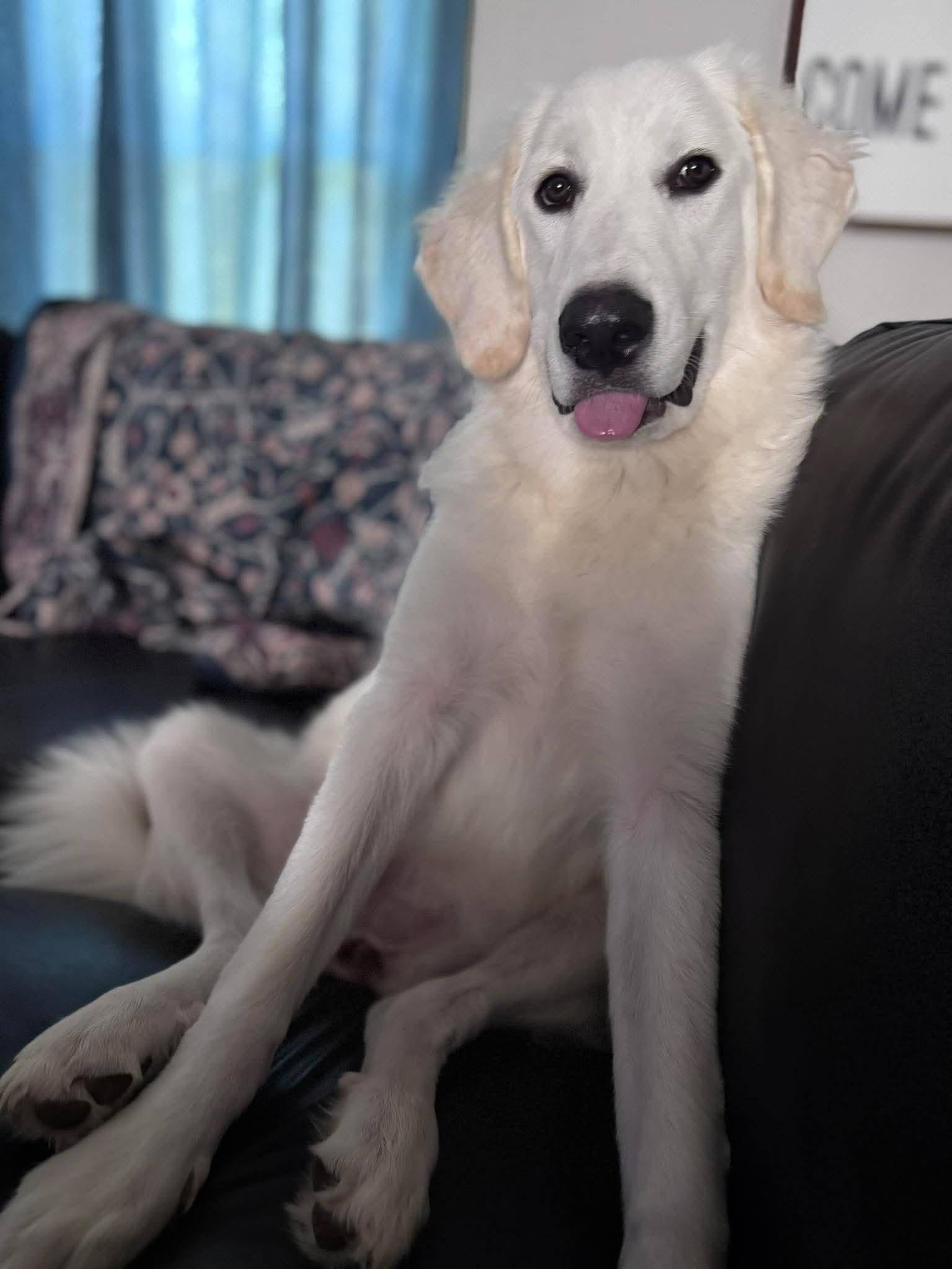 Mira, an adoptable mixed breed in Charlotte, NC image 2/4