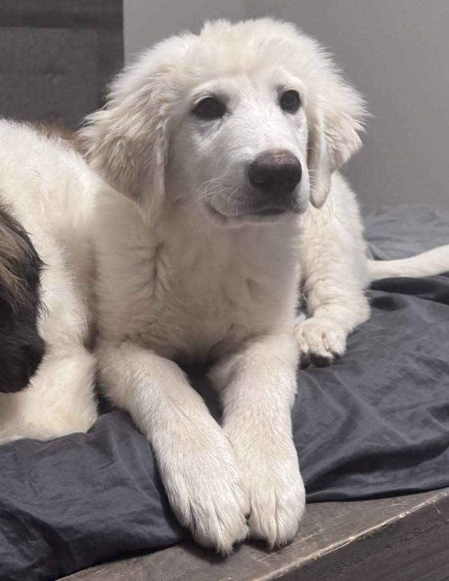 Enlarge Mira, an adoptable Great Pyrenees in Charlotte, NC image 5/6