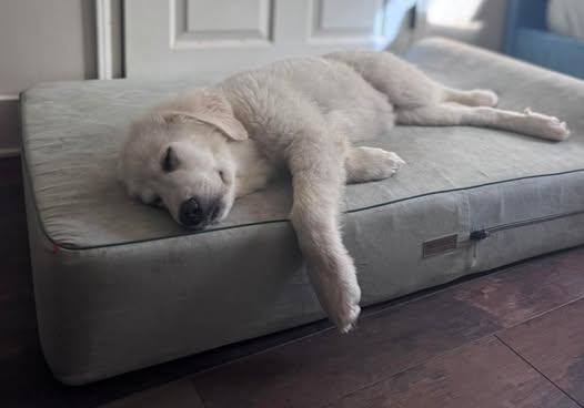 Enlarge Mira, an adoptable Great Pyrenees in Charlotte, NC image 4/6