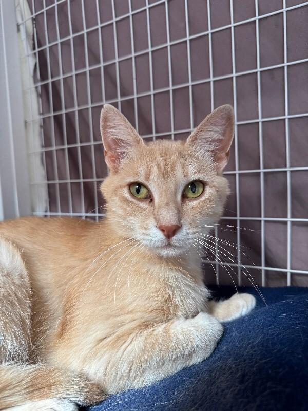 Espurr, Adoptable, Adult Female Domestic Short Hair.