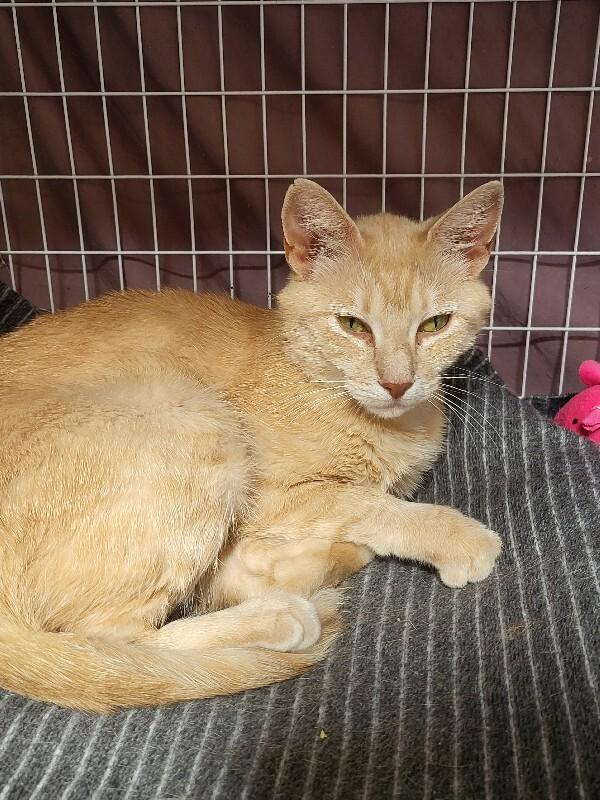 Espurr, a Adoptable Domestic Short Hair in Diamond Springs, CA image 2/4