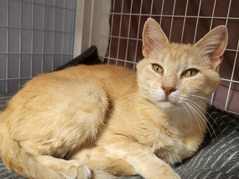 Espurr, a Adoptable Domestic Short Hair in Diamond Springs, CA image 3/4