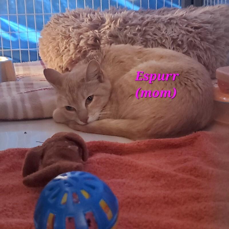 Espurr, a Adoptable Domestic Short Hair in Diamond Springs, CA image 4/4