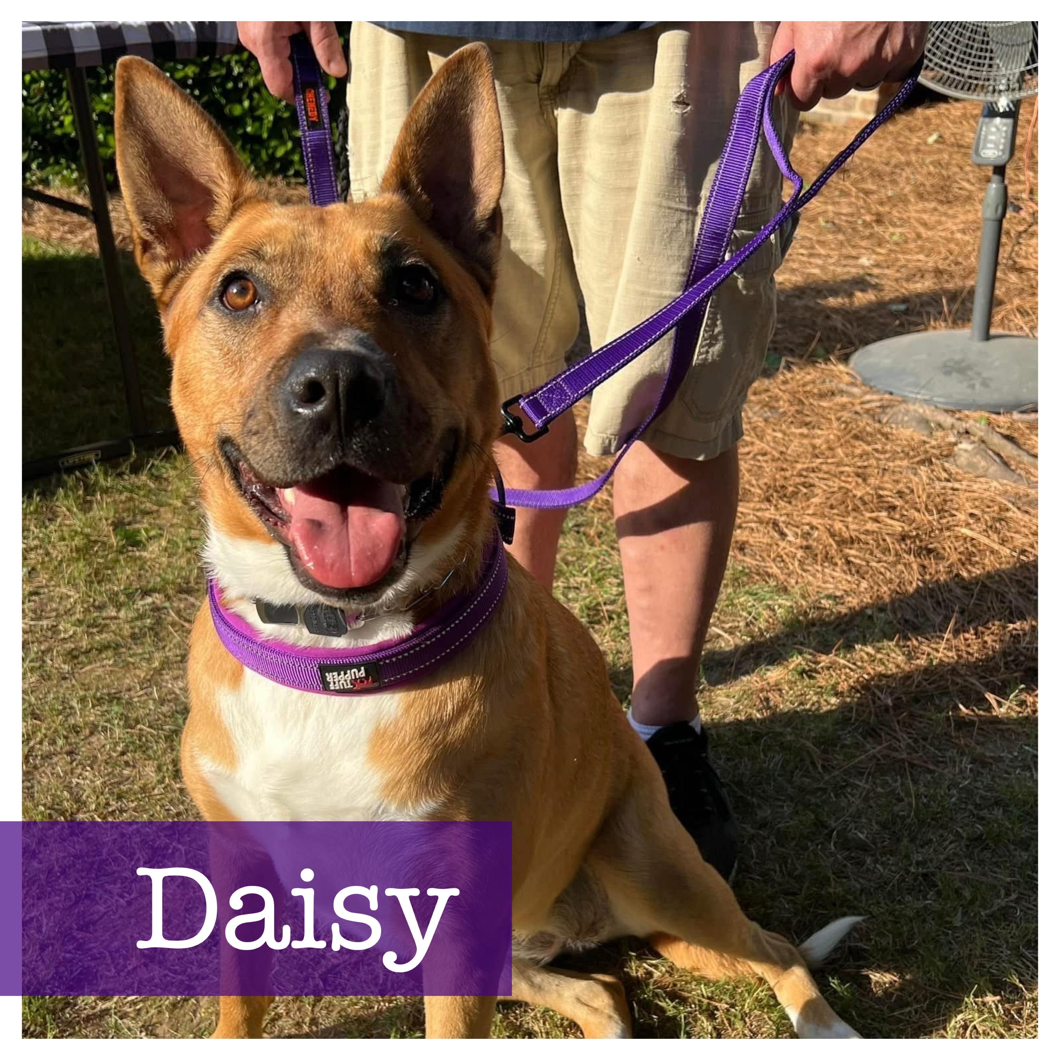 Daisy CP Yellow Labrador Retriever Dog