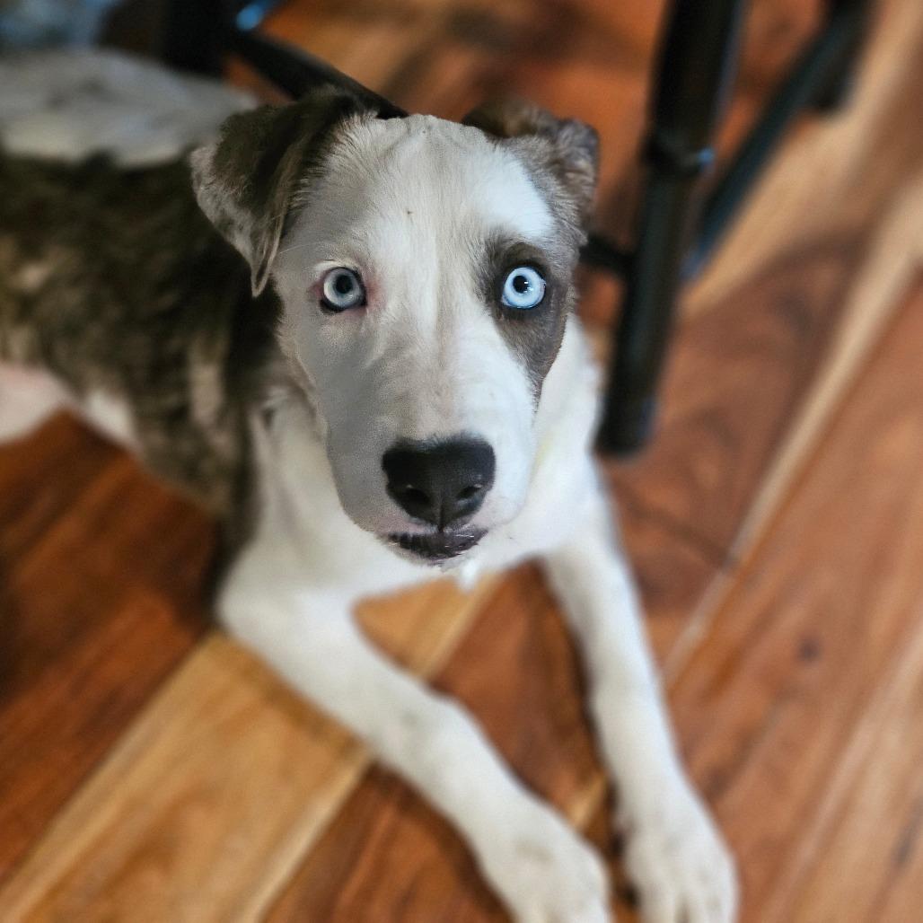 Enlarge Wisteria, a Adoptable mixed breed in Sarasota, FL image 2/3