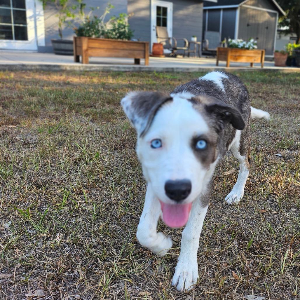 Enlarge Wisteria, a Adoptable mixed breed in Sarasota, FL image 3/3