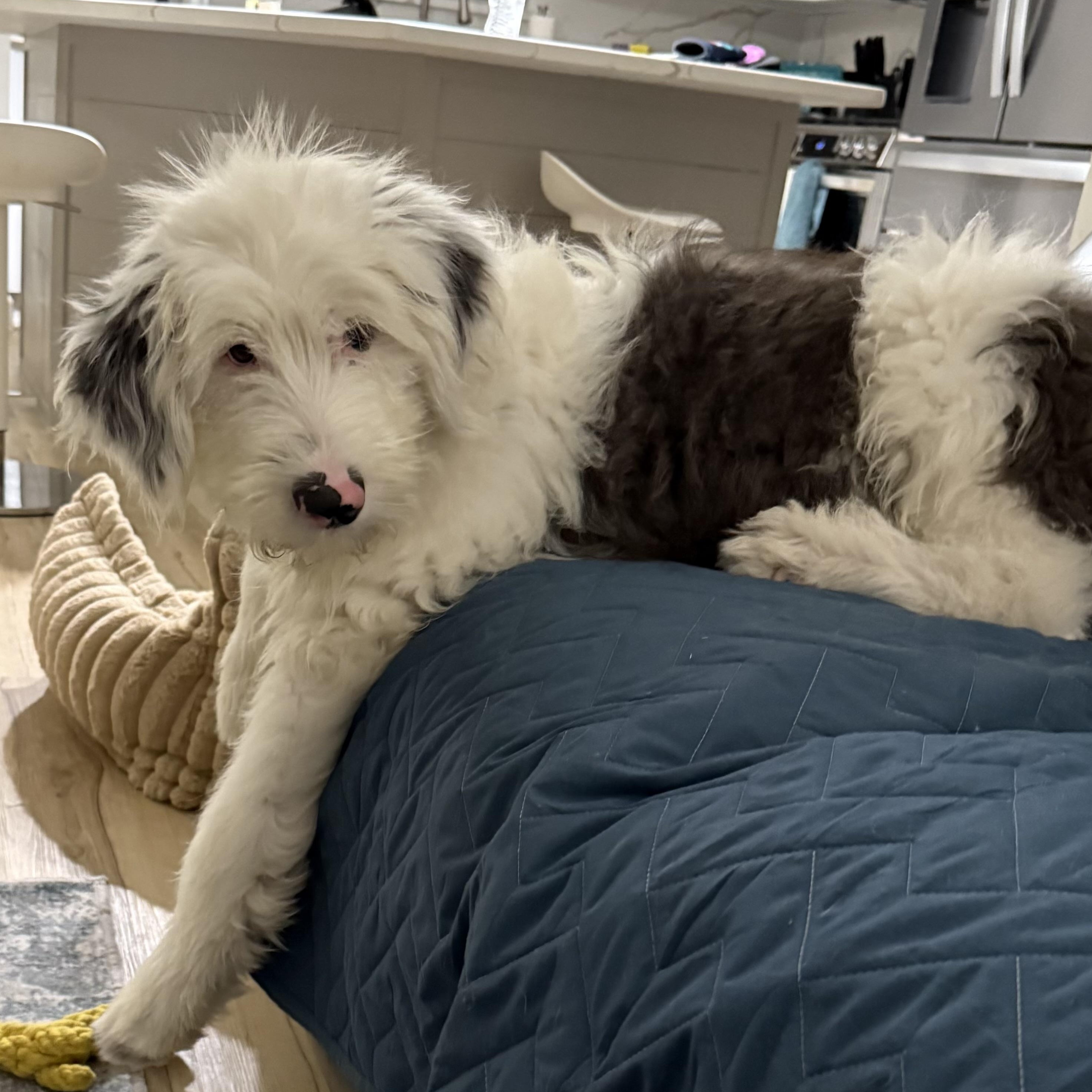 Enlarge Jasper, an adopted Sheep Dog in Sarasota, FL image 3/5