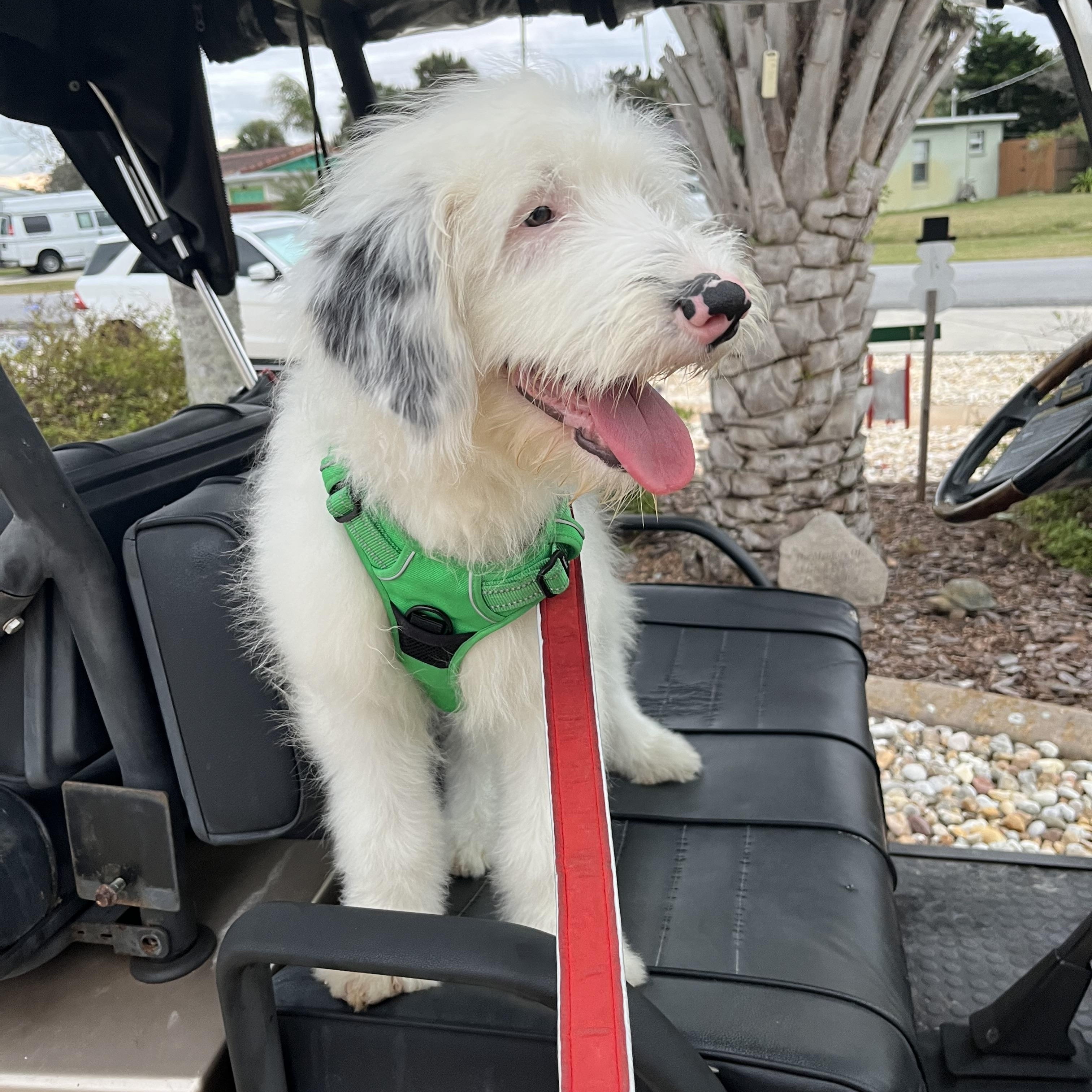 Enlarge Jasper, an adopted Sheep Dog in Sarasota, FL image 5/5