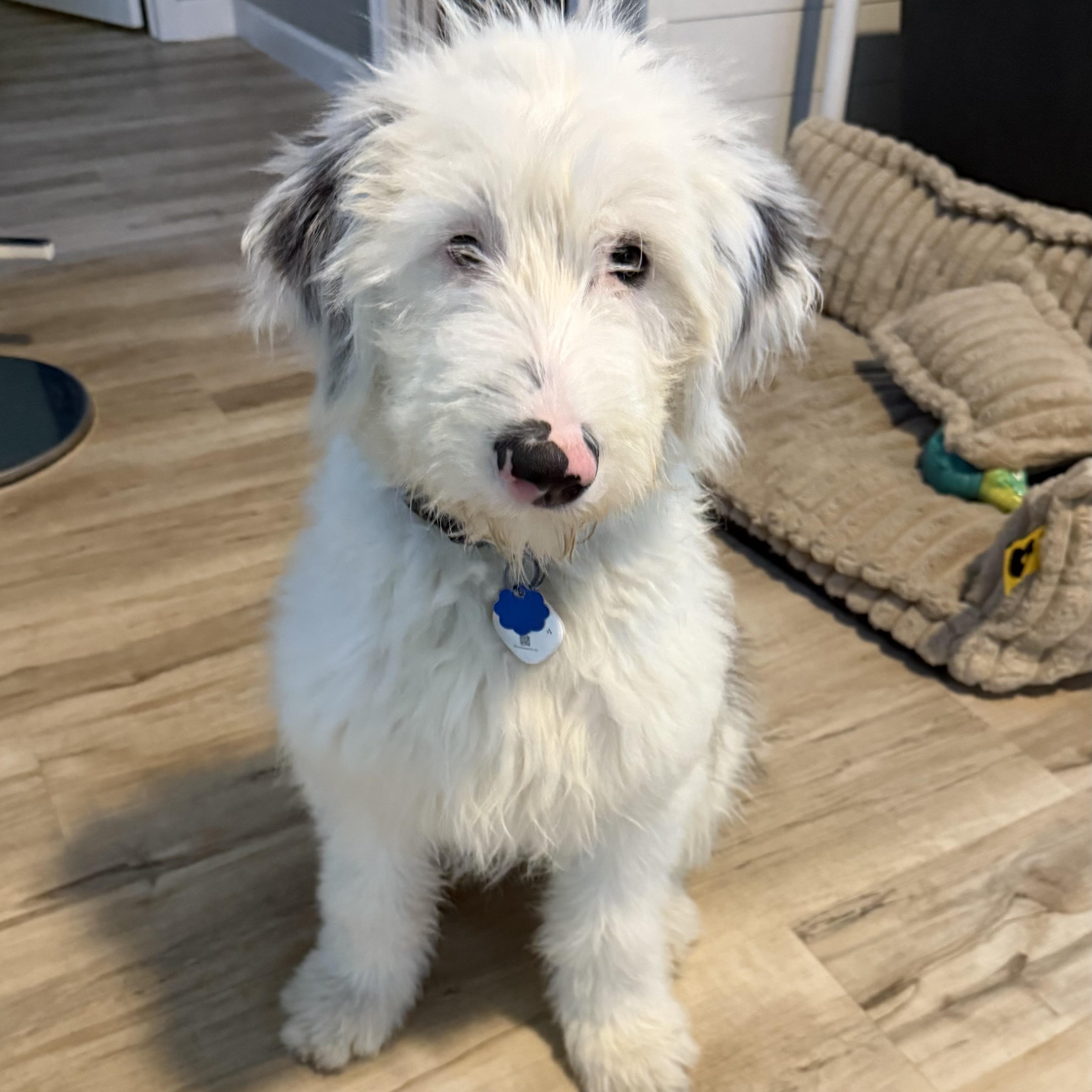 Enlarge Jasper, an adopted Sheep Dog in Sarasota, FL image 4/5