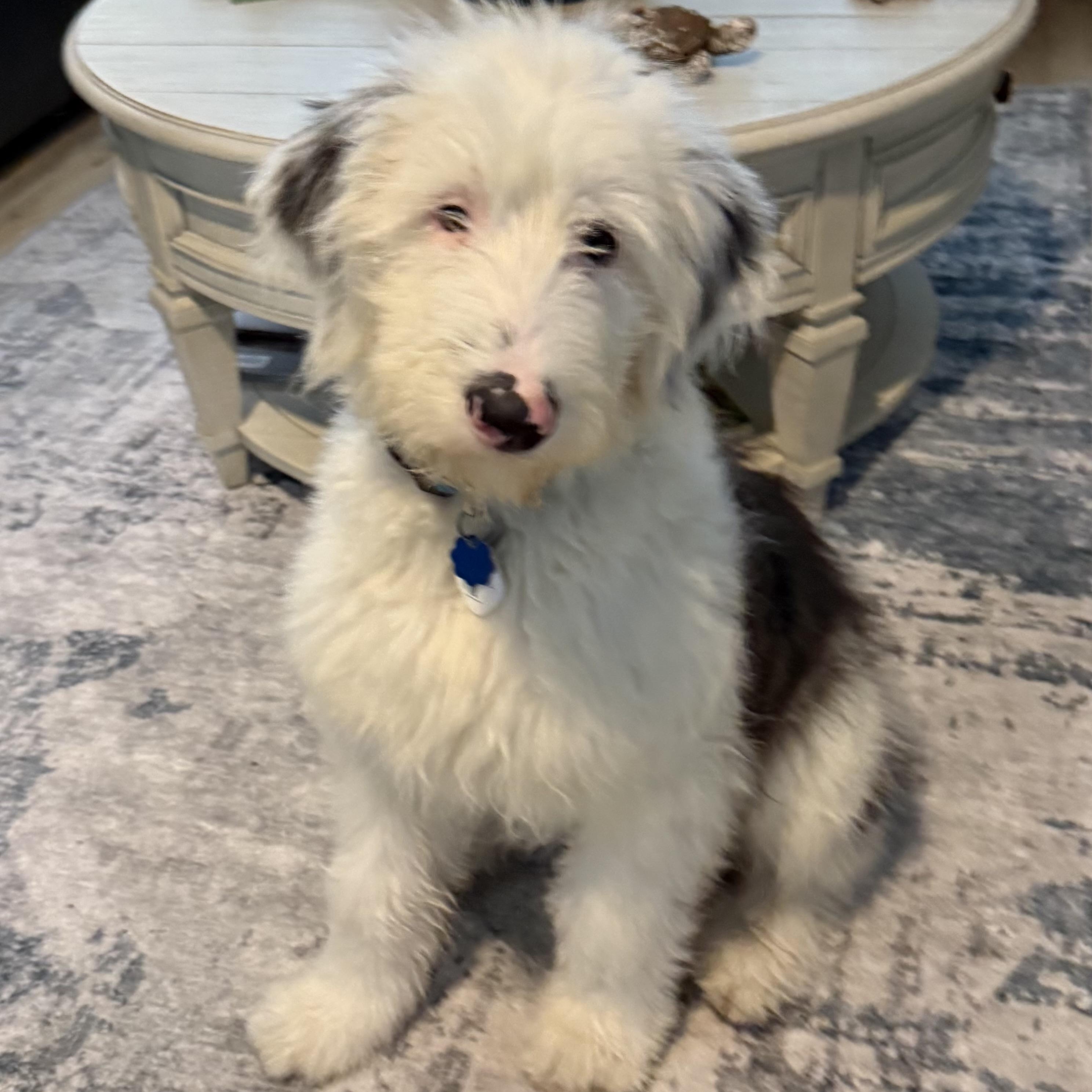 Enlarge Jasper, an adopted Sheep Dog in Sarasota, FL image 1/5