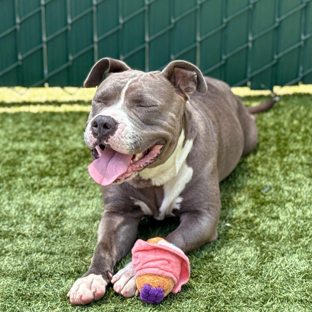 Peggy, Adoptable, Adult Female Pit Bull Terrier.
