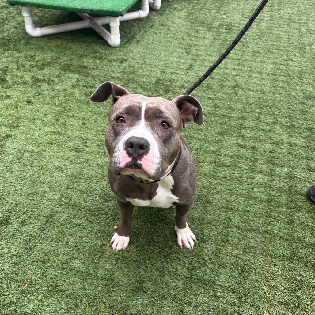 Peggy, a Adoptable Pit Bull Terrier in Pasadena, CA image 1/3