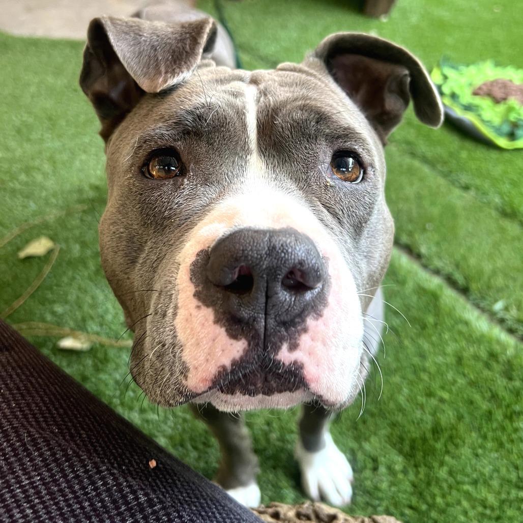 Peggy, a Adoptable Pit Bull Terrier in Pasadena, CA image 2/3