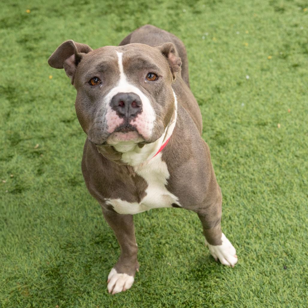 Peggy, a Adoptable Pit Bull Terrier in Pasadena, CA image 3/3