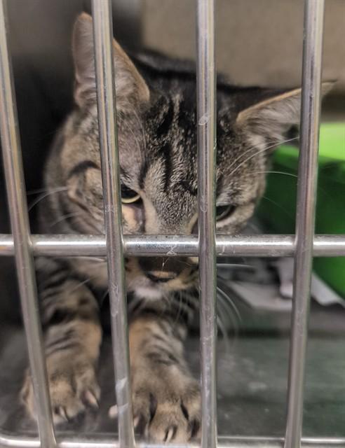 Enlarge STIMPY, a Adoptable mixed breed in Anchorage, AK image 1/1