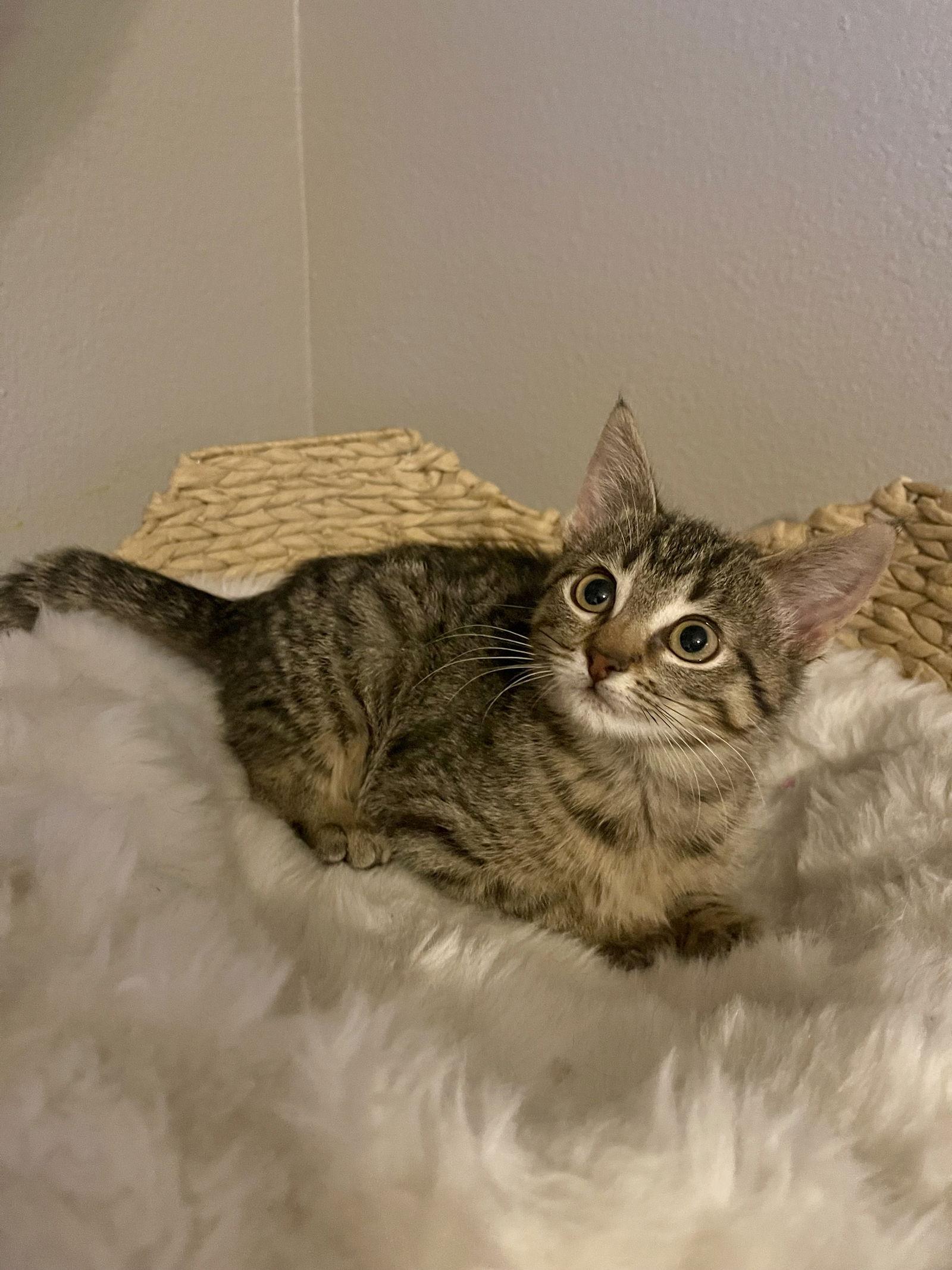 Annie (0903), Adoptable, Kitten Female Domestic Short Hair.