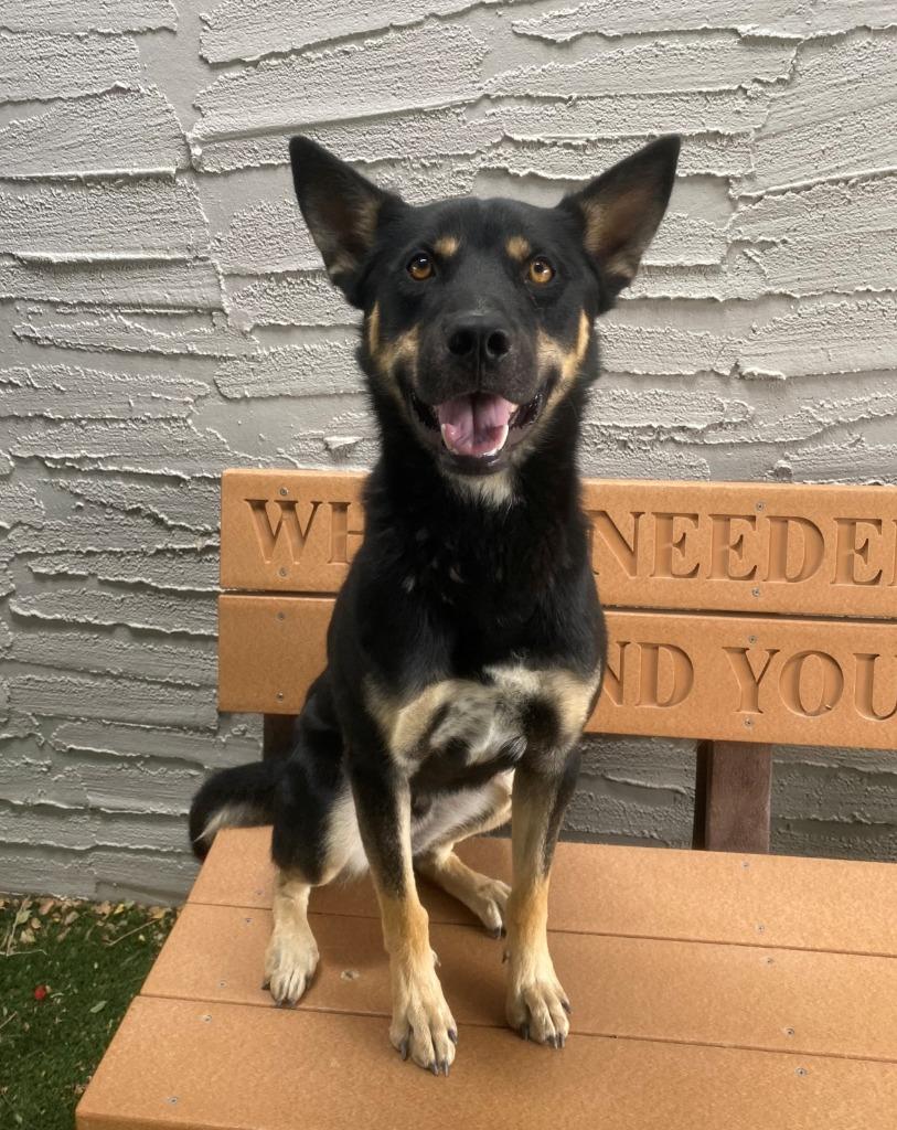 Enlarge Pedro, a Adoptable mixed breed in Chino Valley, AZ image 1/6