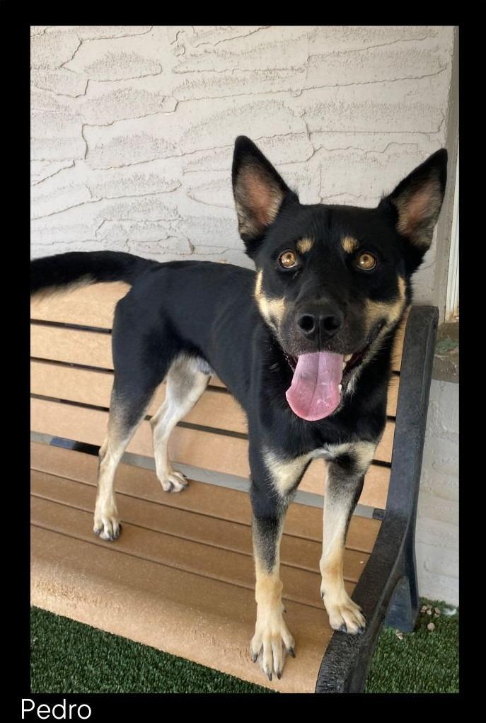 Enlarge Pedro, a Adoptable mixed breed in Chino Valley, AZ image 1/3