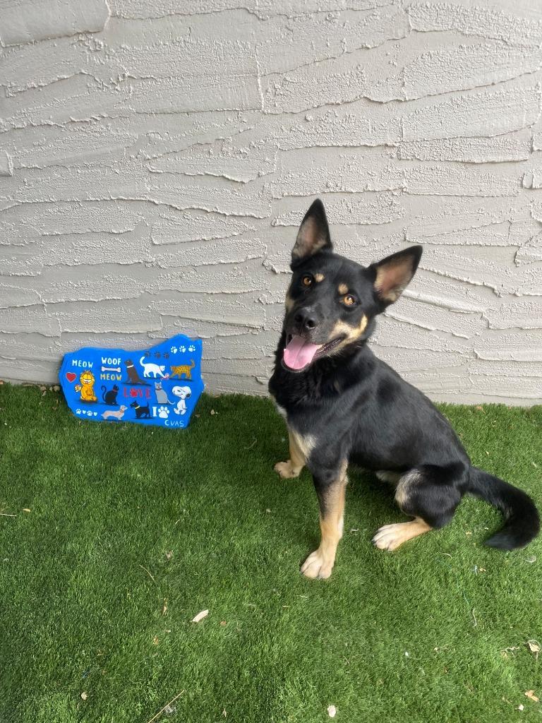 Enlarge Pedro, a Adoptable mixed breed in Chino Valley, AZ image 3/6