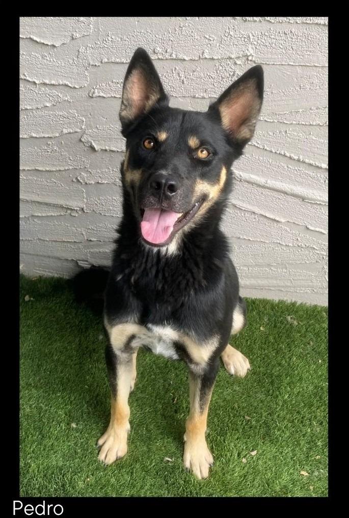 Enlarge Pedro, a Adoptable mixed breed in Chino Valley, AZ image 4/6