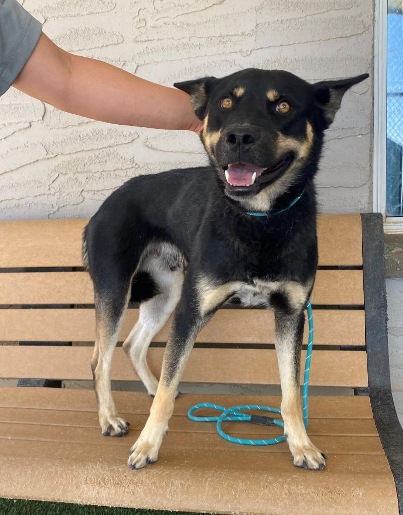 Enlarge Pedro, a Adoptable mixed breed in Chino Valley, AZ image 2/3