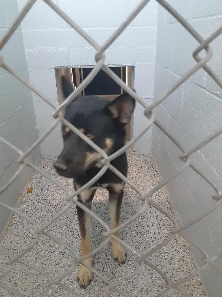 Enlarge Pedro, a Adoptable mixed breed in Chino Valley, AZ image 3/3