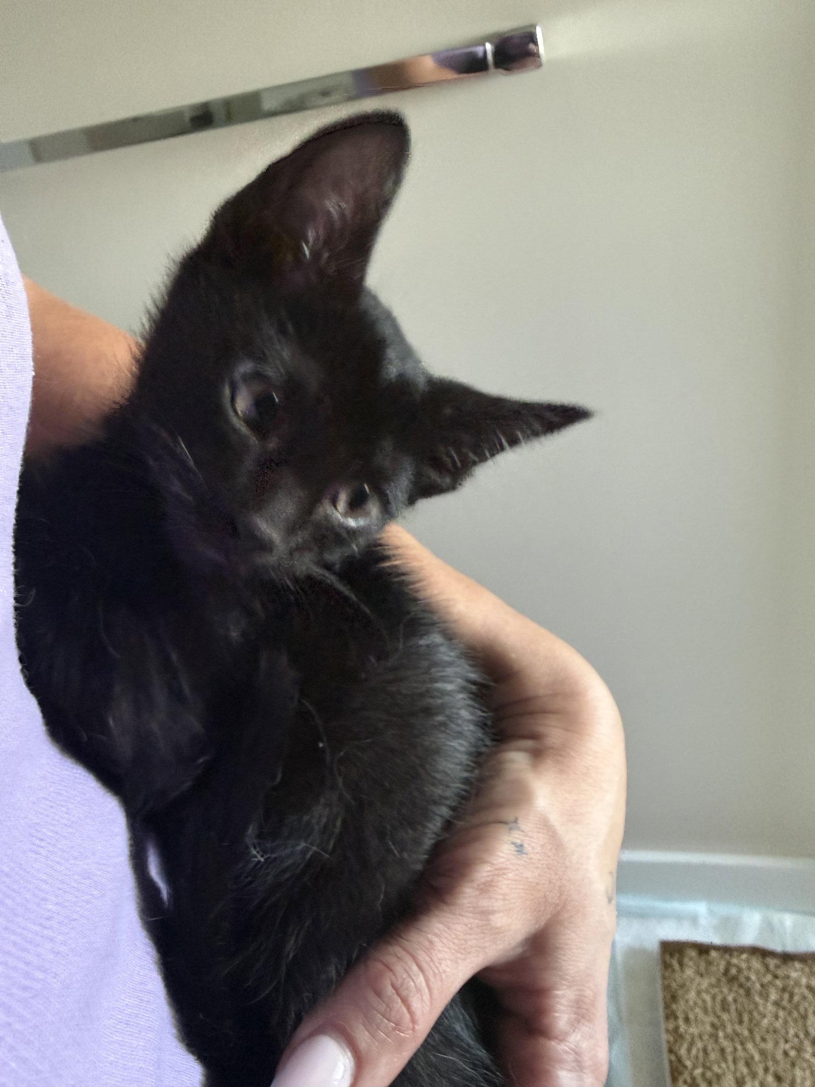 Milo Salem, a Adopted Domestic Short Hair in Aurora, CO image 1/3