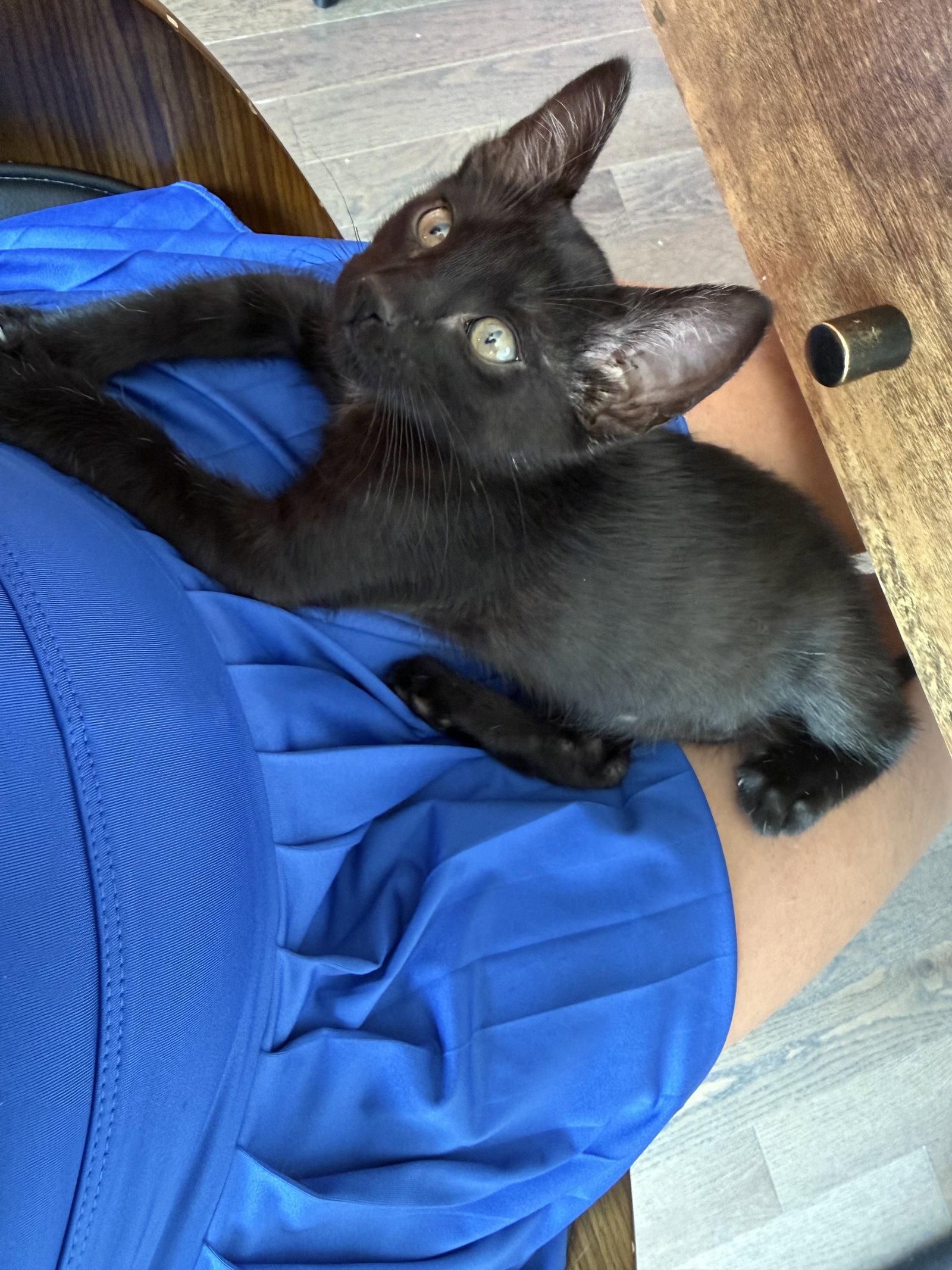 Milo Salem, a Adopted Domestic Short Hair in Aurora, CO image 2/3