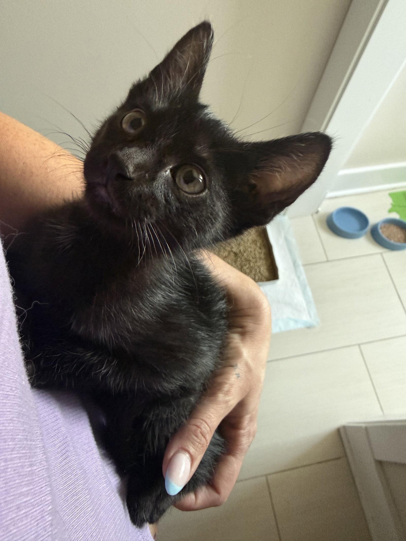 Milo Salem, a Adopted Domestic Short Hair in Aurora, CO image 3/3