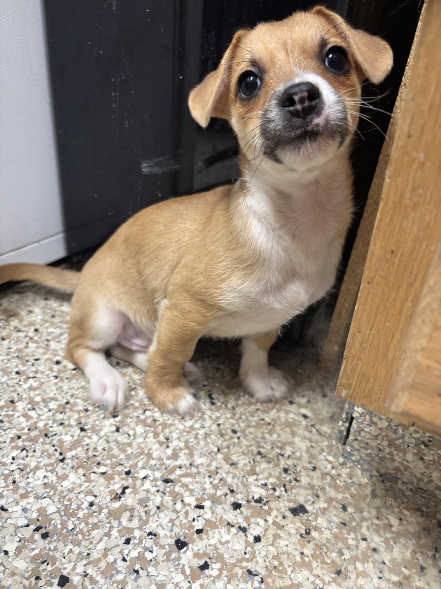 Enlarge Snoop Dogg, a ADOPTABLE mixed breed in Yorkville, IL image 1/1