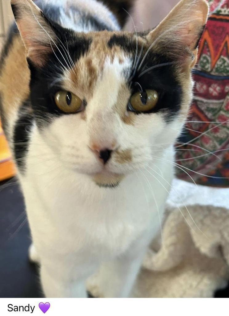 Sandy (Pinella), Adoptable, Adult Female Domestic Short Hair.