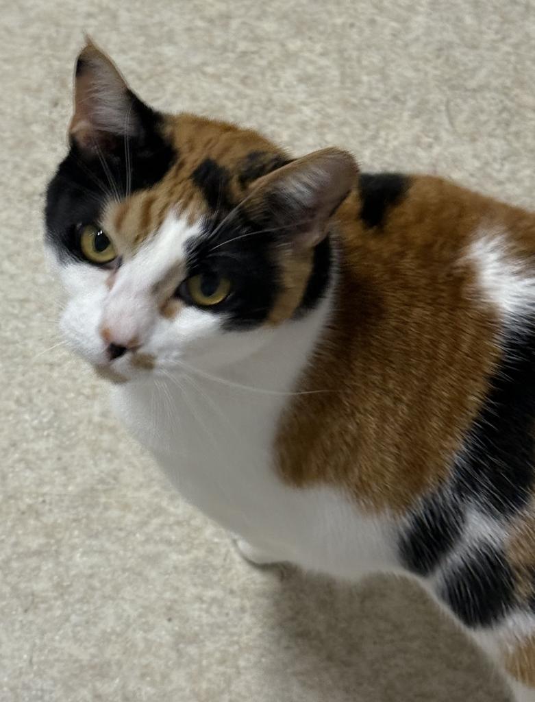 Enlarge Sandy (Pinella), a Adoptable mixed breed in Ontario, OR image 2/5