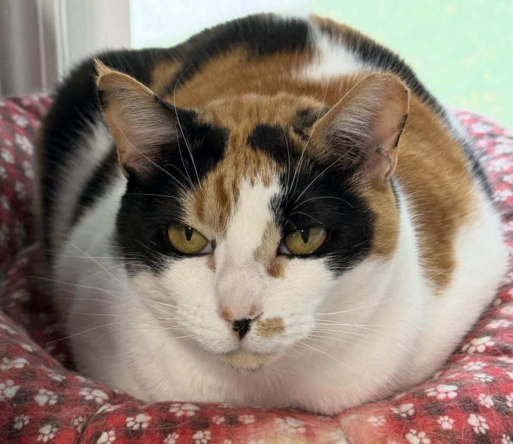 Enlarge Sandy (Pinella), a Adoptable mixed breed in Ontario, OR image 3/5