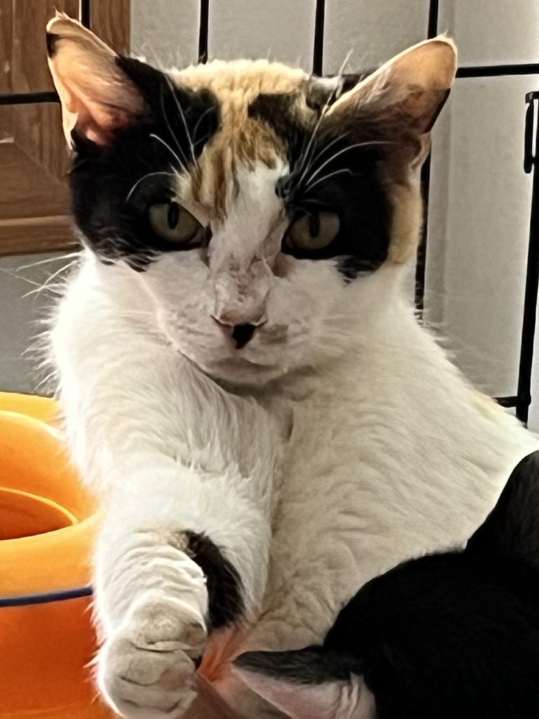 Enlarge Sandy (Pinella), a Adoptable mixed breed in Ontario, OR image 4/5