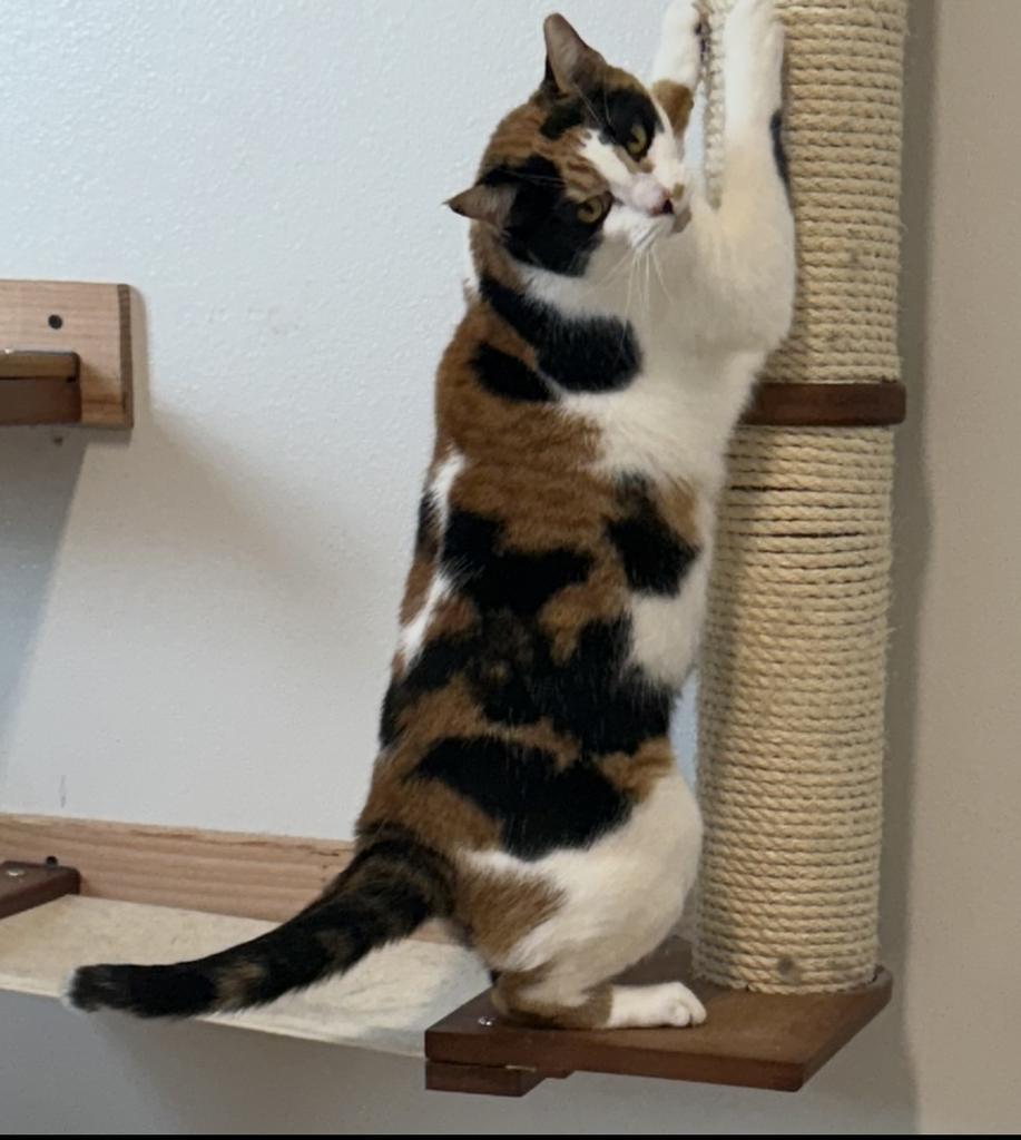 Enlarge Sandy (Pinella), a Adoptable mixed breed in Ontario, OR image 5/5