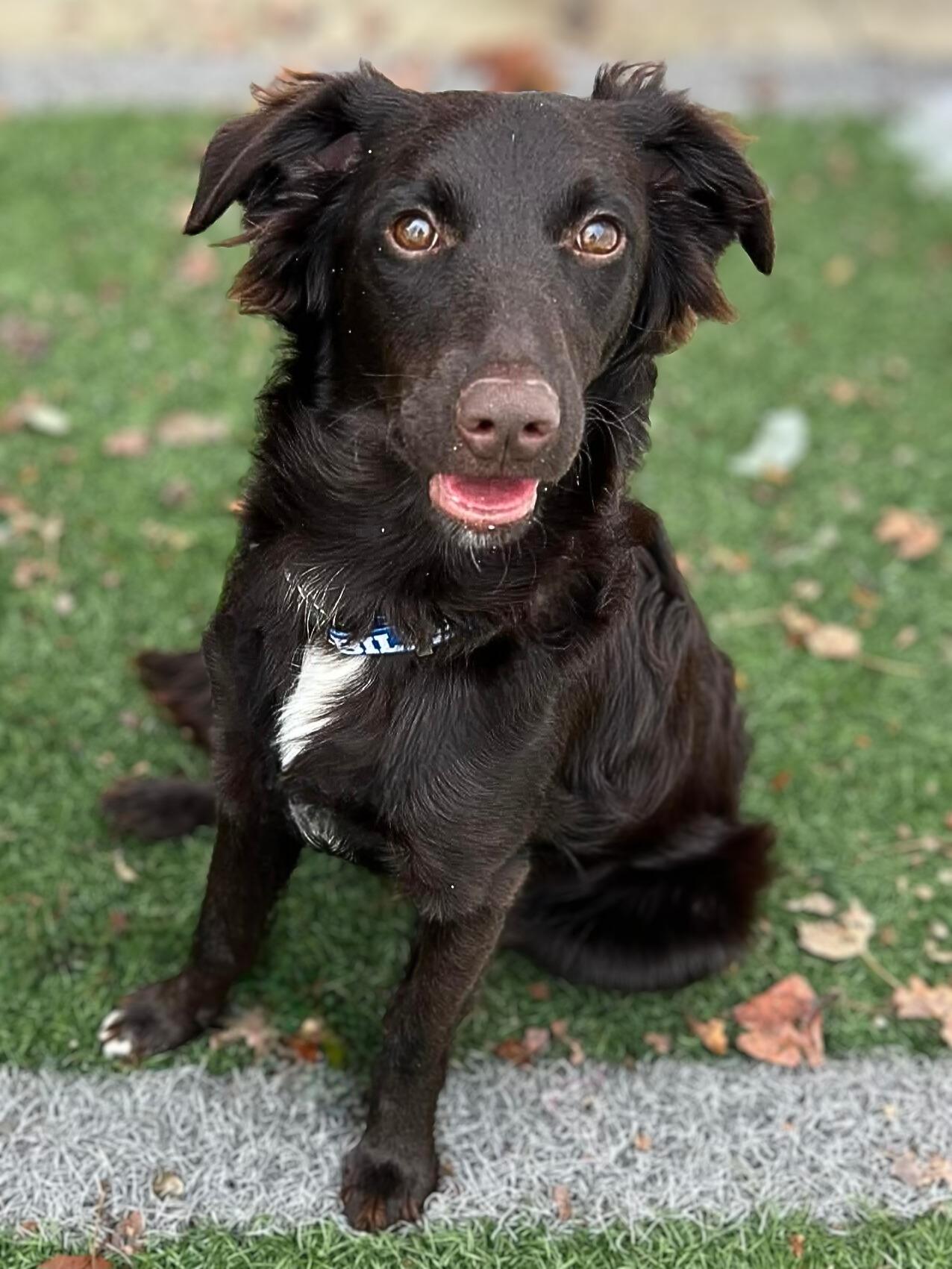 Jack, adoptable, Young Male Chocolate Labrador Retriever & Australian Shepherd.