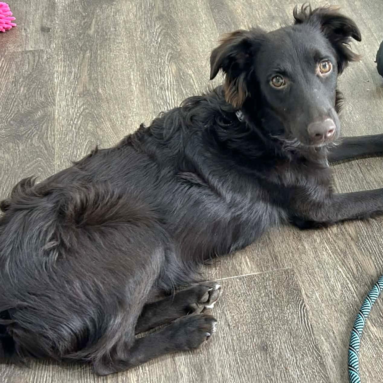 Jack, an adoptable mixed breed in Hornell, NY image 2/3