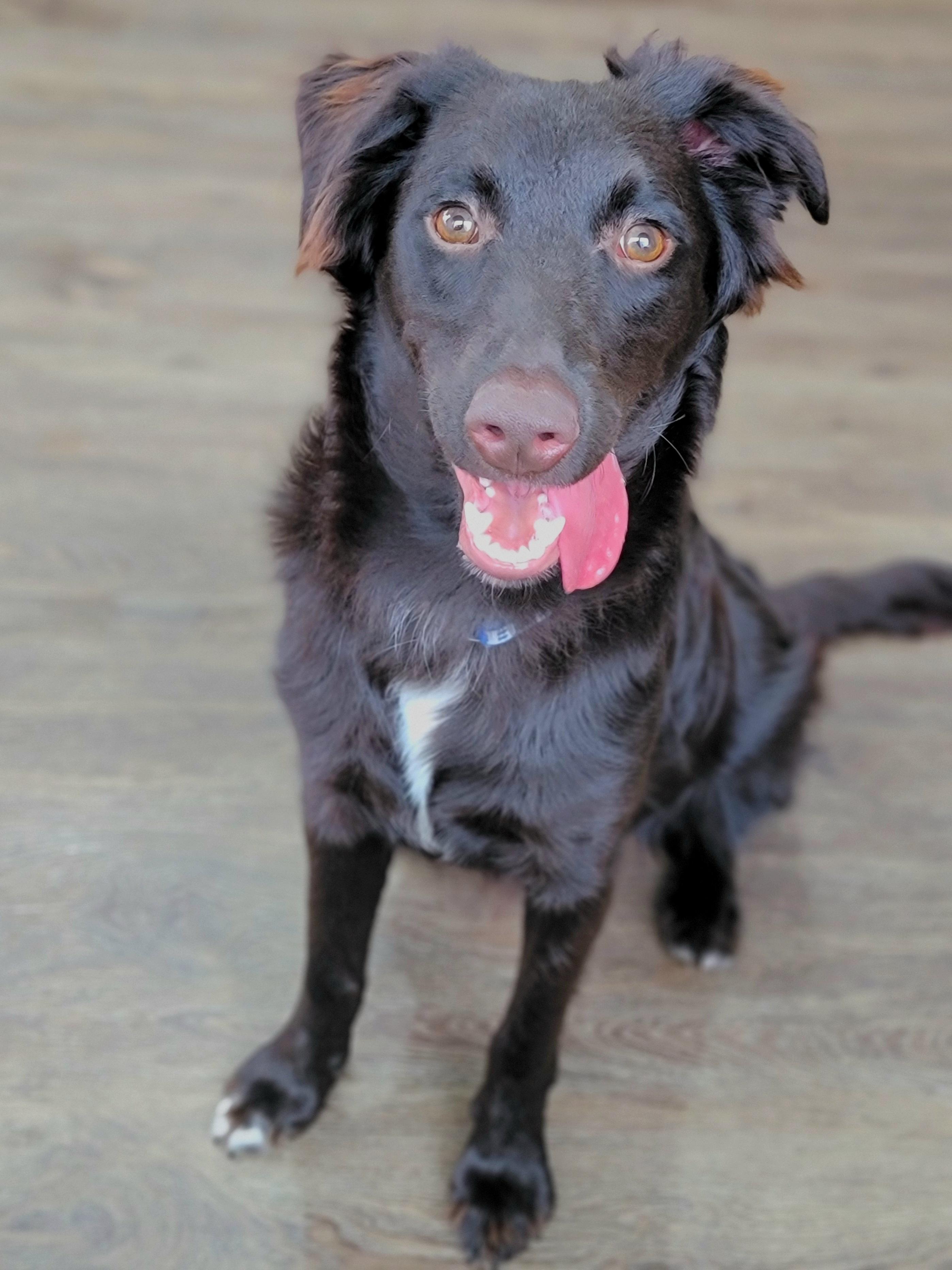 Jack, an adoptable mixed breed in Hornell, NY image 3/3