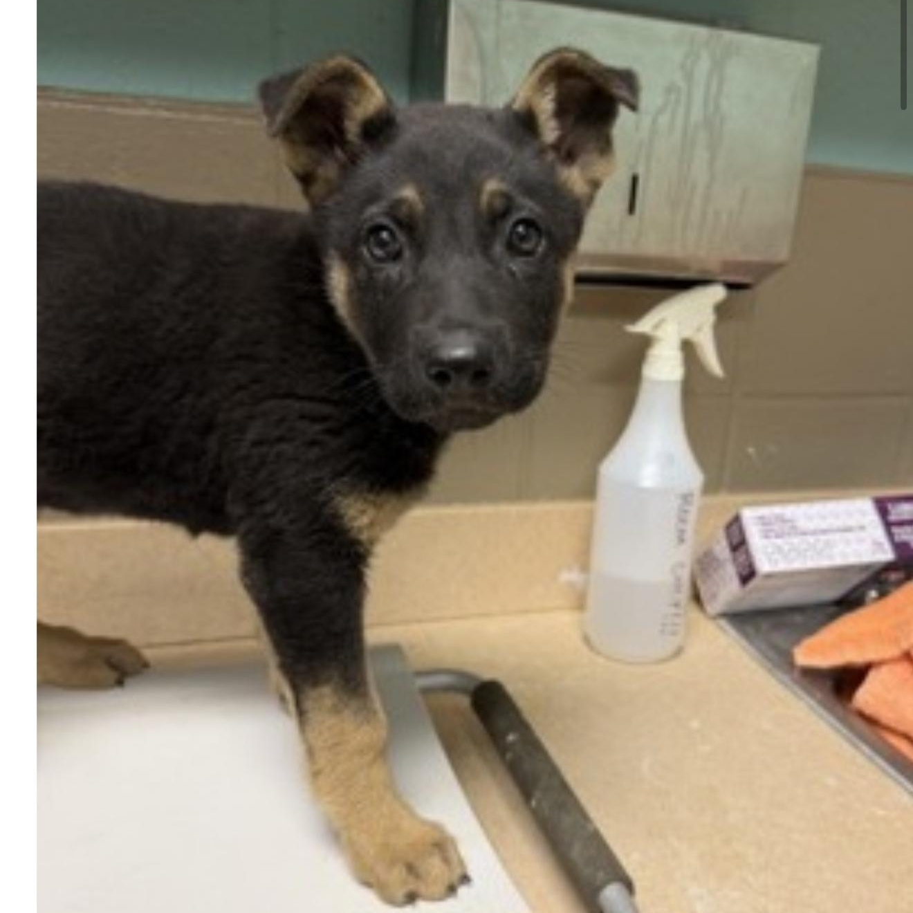 Enlarge Stella, a ADOPTABLE German Shepherd Dog in New Orleans, LA image 1/4