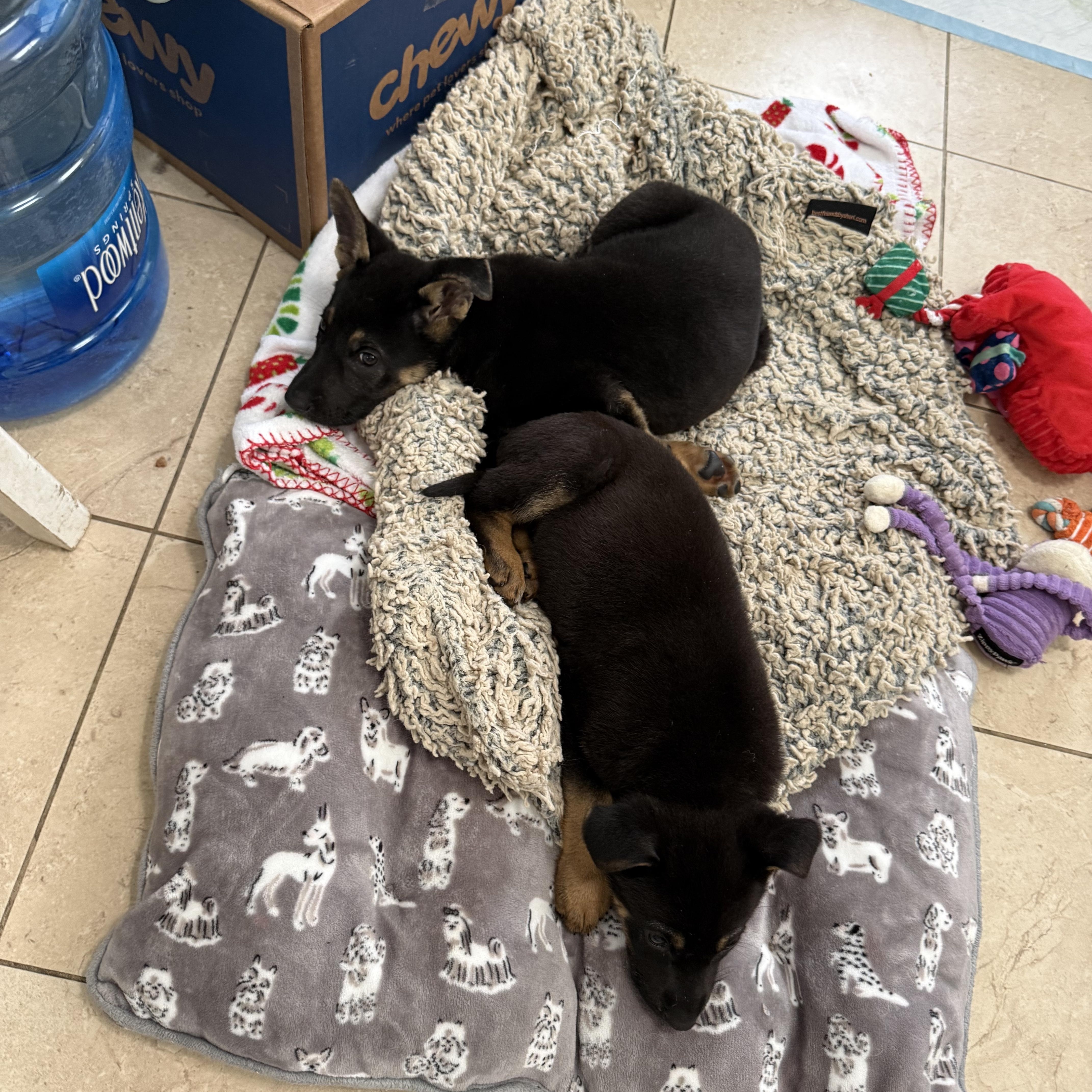 Enlarge Stella, a ADOPTABLE German Shepherd Dog in New Orleans, LA image 3/4