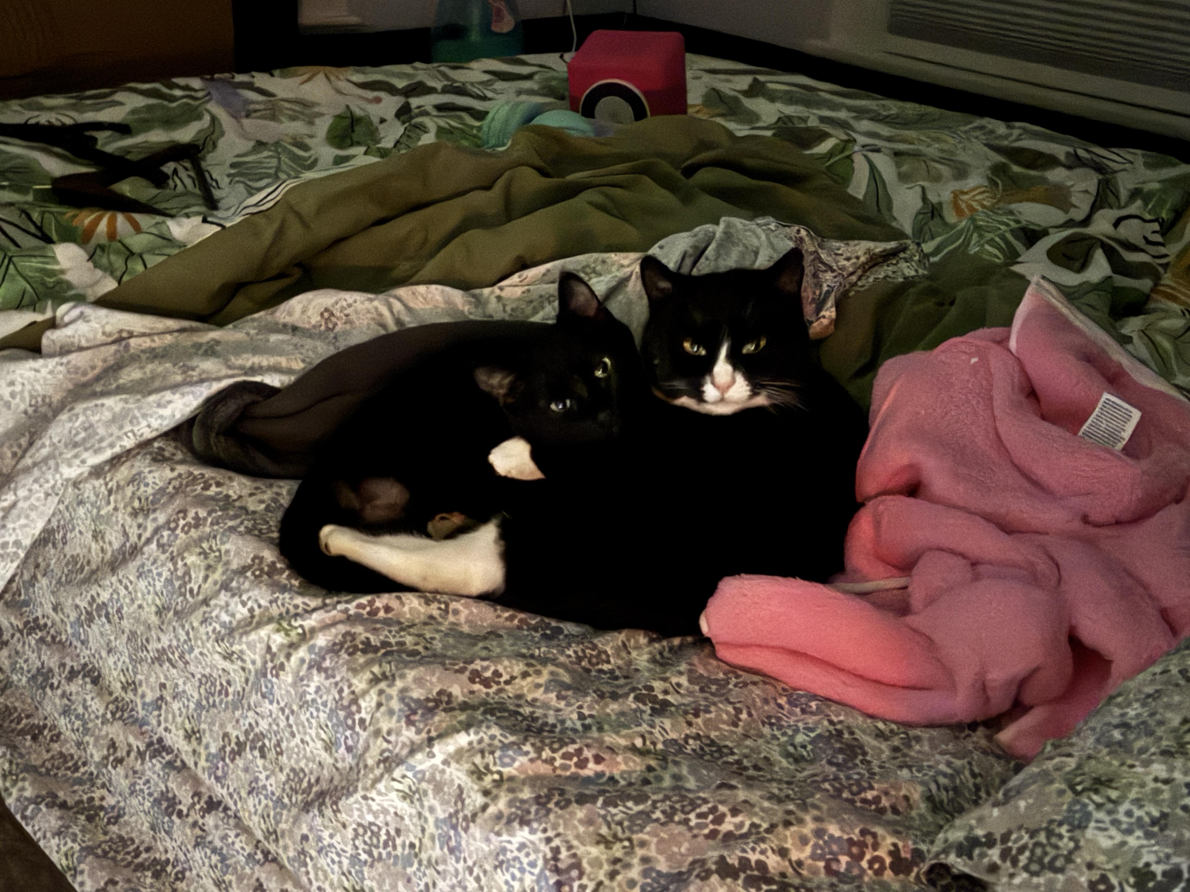 Enlarge Charlie & Annie, a ADOPTABLE mixed breed in Mayfield, NY image 2/5