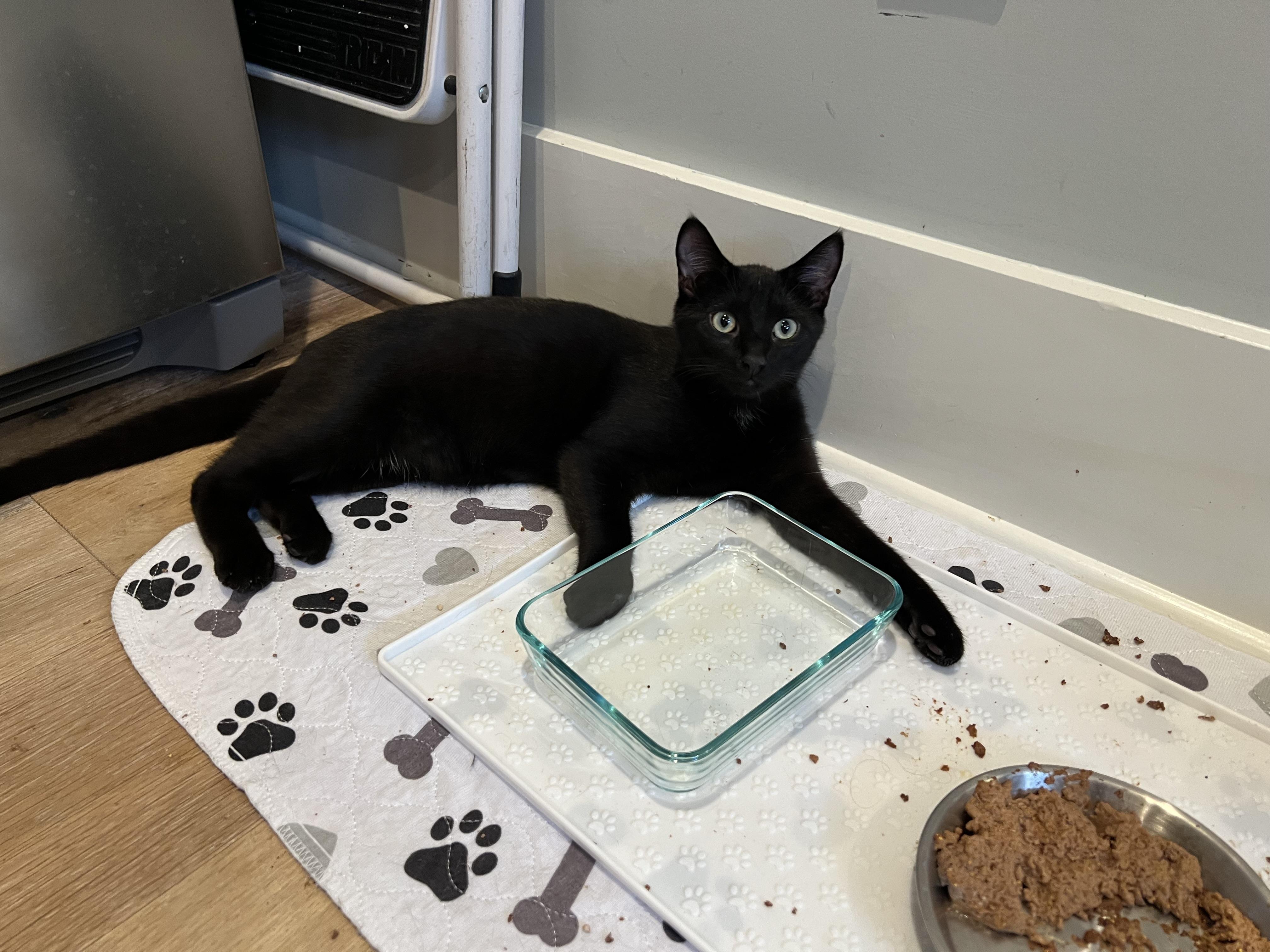 Enlarge Charlie & Annie, a ADOPTABLE mixed breed in Mayfield, NY image 4/5