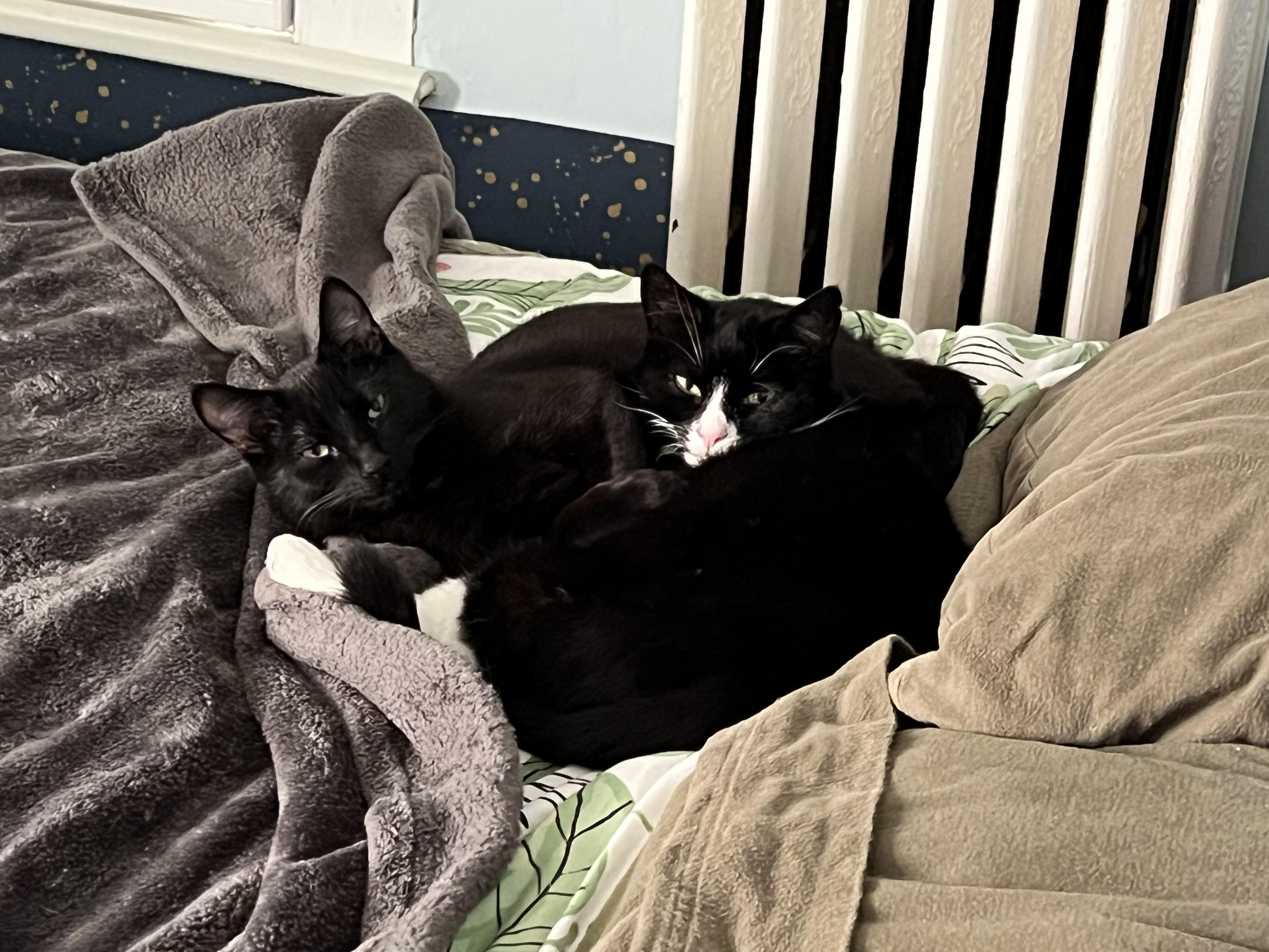 Enlarge Charlie & Annie, a ADOPTABLE mixed breed in Mayfield, NY image 5/5