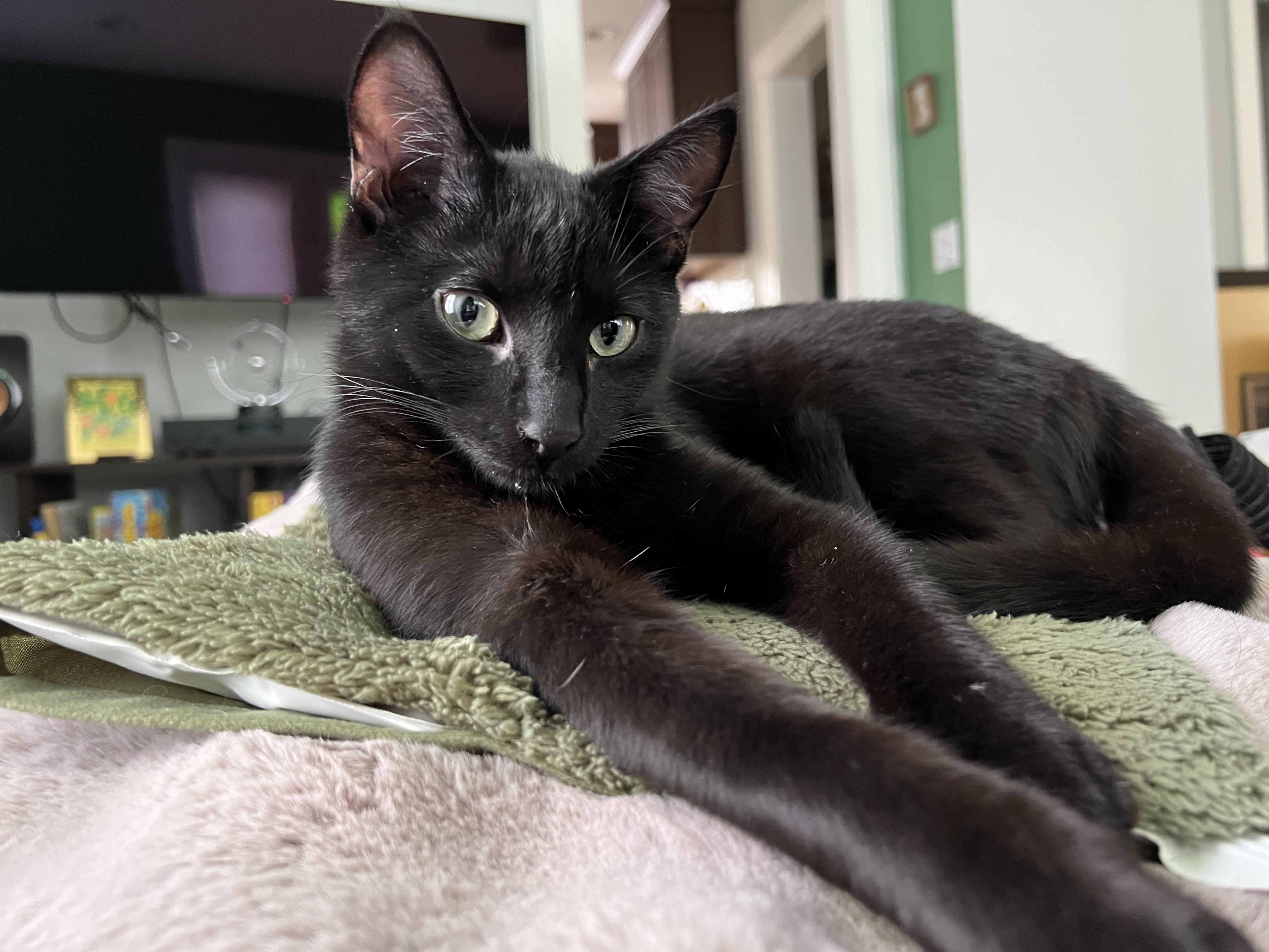 Charlie & Annie, ADOPTABLE, Kitten Male Domestic Short Hair.