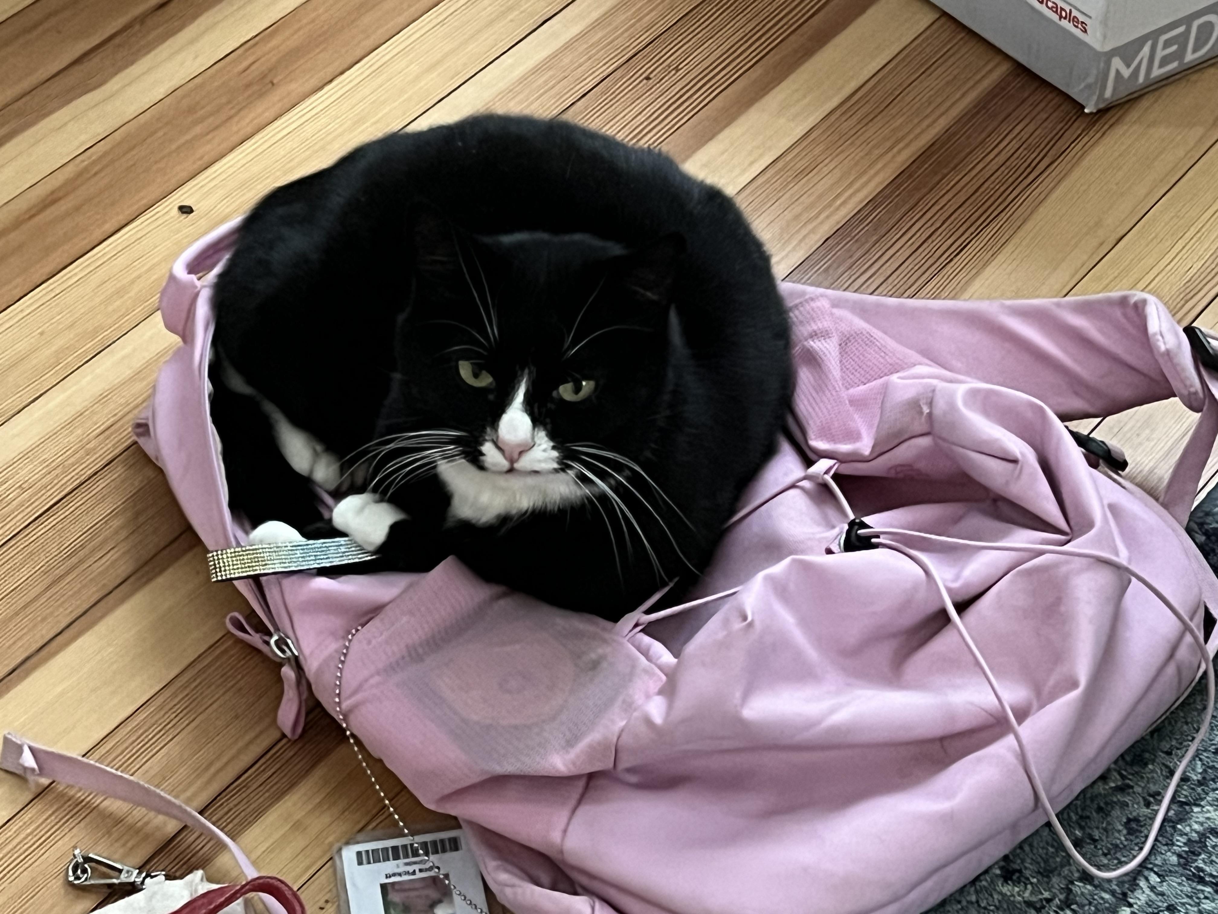 Enlarge Charlie & Annie, a ADOPTABLE mixed breed in Mayfield, NY image 3/5